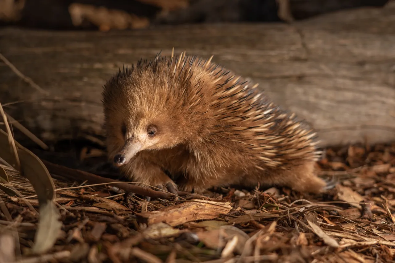 Bonorong Wildlife Sanctuary